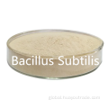 China Bacillus subtilis soluble water 500CFU/G for feed additive Supplier